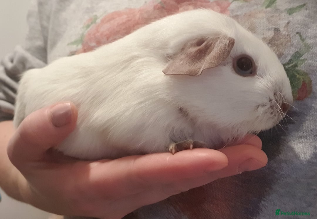 Guinea Pig rodents for sale: guinea pigs  - Advert 2