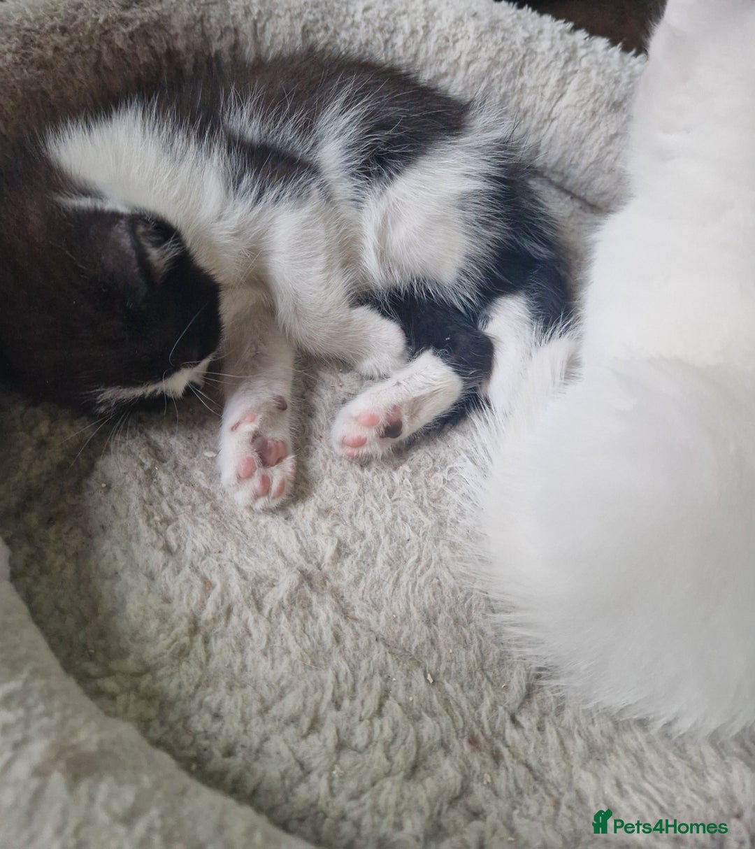 Mixed Breed cats for sale: Siberian cross ready to go!!! - Image 29