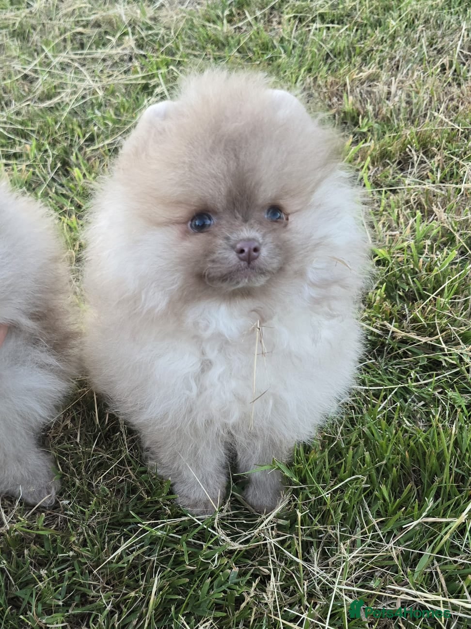 Pomeranian dogs CHIAO LI YA mixed colours + lavender puppies - Advert 15