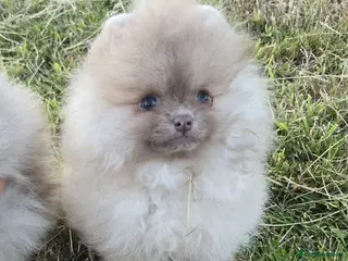 Pomeranian dogs CHIAO LI YA mixed colours + lavender puppies - Advert 15