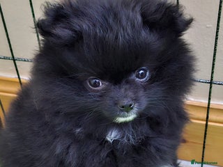 Pomeranian dogs Pomeranian puppies - Advert 1