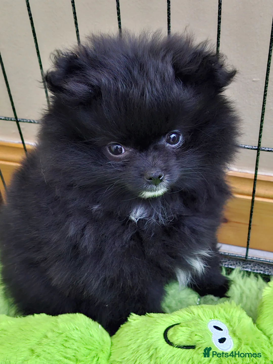 Pomeranian dogs for sale: Ready to travel to new home 🏡  - Advert 6