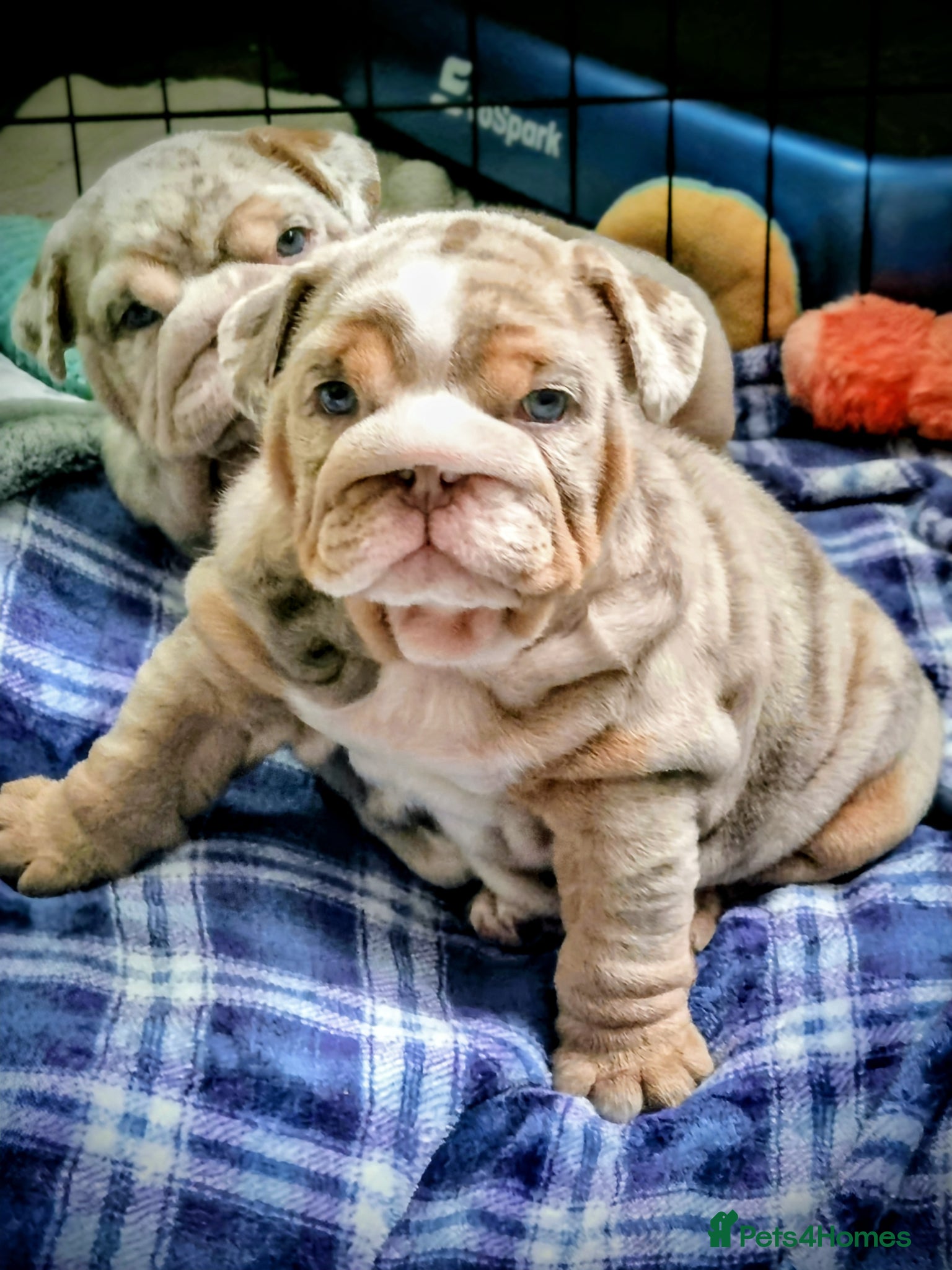 English Bulldog dogs 2 stunning Girl English bulldogs - Advert 11