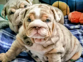 English Bulldog dogs 2 stunning Girl English bulldogs - Advert 11