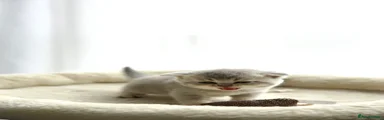 British Shorthair 1