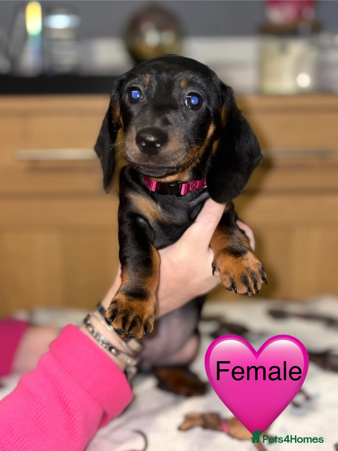 Miniature Dachshund dogs for sale: Stunning Black and Tan smooth fur dachshund pups - Advert 13