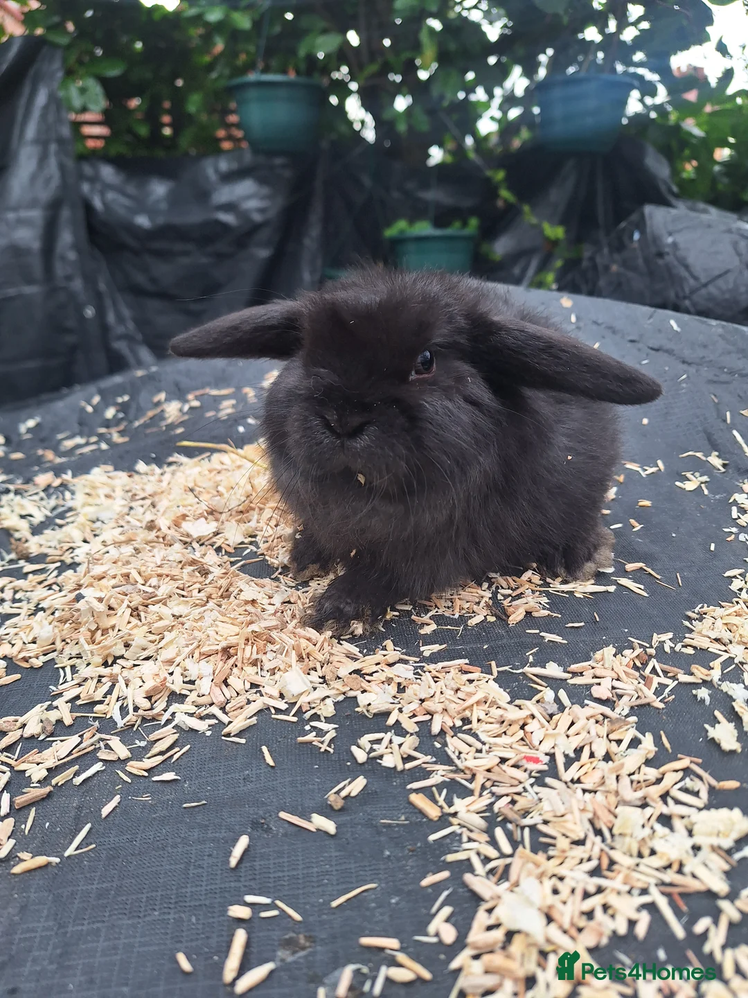 Mini Lop rabbits for sale: Pure bred mini lop.babie rabbits  - Advert 3