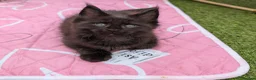 Maine Coon cats for sale: Tica registered mainecoons  - Advert 27