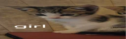 Domestic Shorthair cats for sale: Kittens for sale  - Advert 4