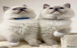 Ragdoll cats for sale: Mink Male Ragdoll - Image 2