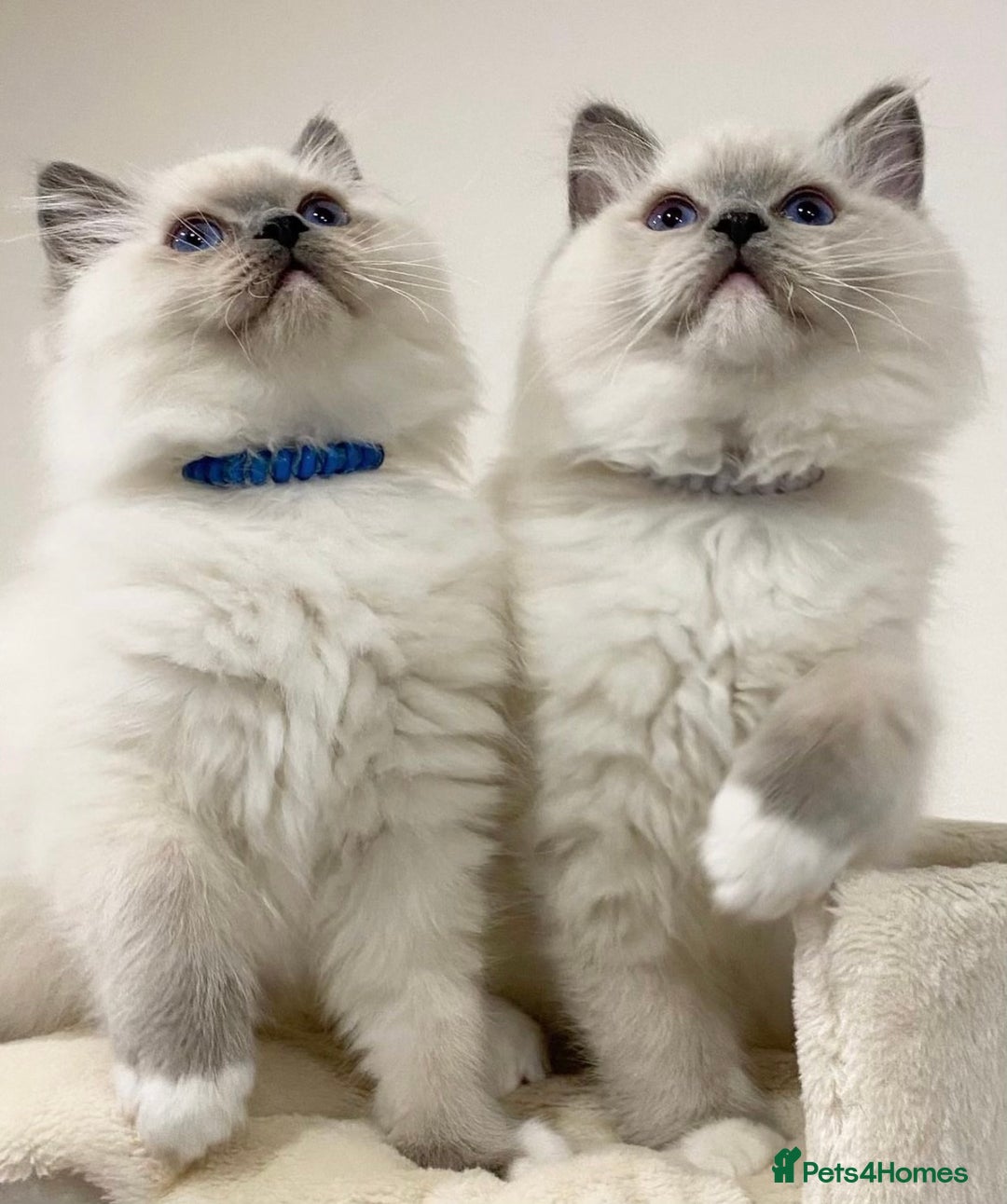 Ragdoll cats for sale: Mink Male Ragdoll - Image 2