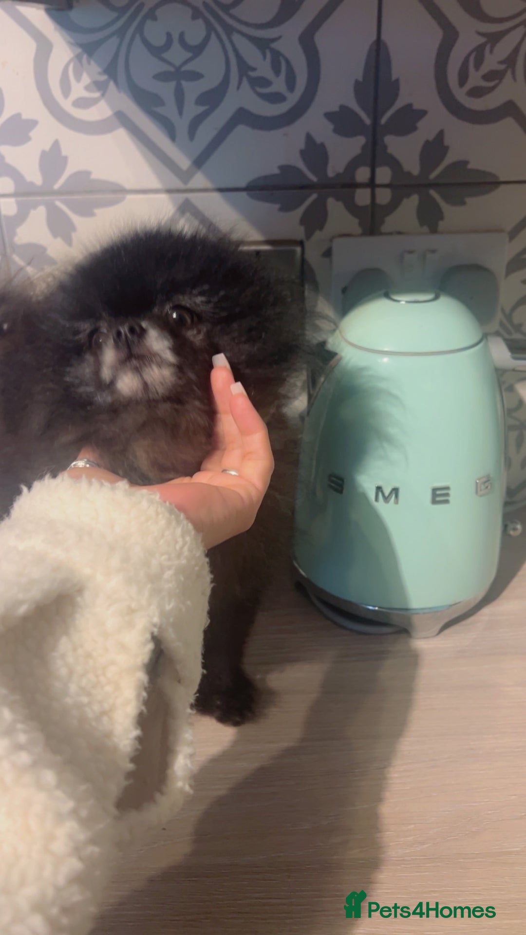Pomeranian dogs for sale: Super tiny male Pomeranian  - Image 5