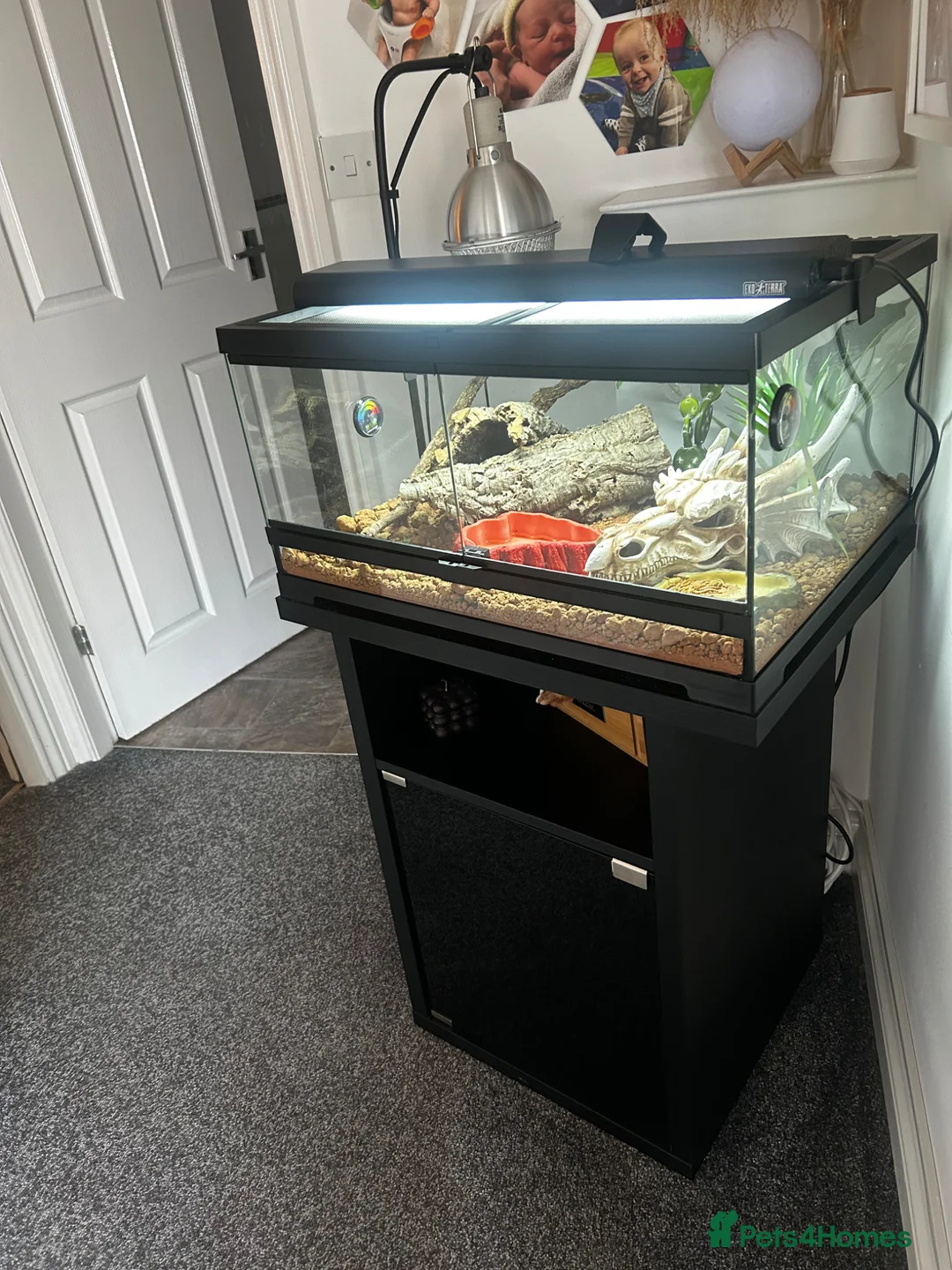 Bearded Dragon reptiles for sale: 🔥 Bearded Dragon + Full Setup For Sale 🔥 - Advert 2
