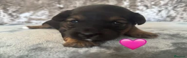 Jackapoo 4