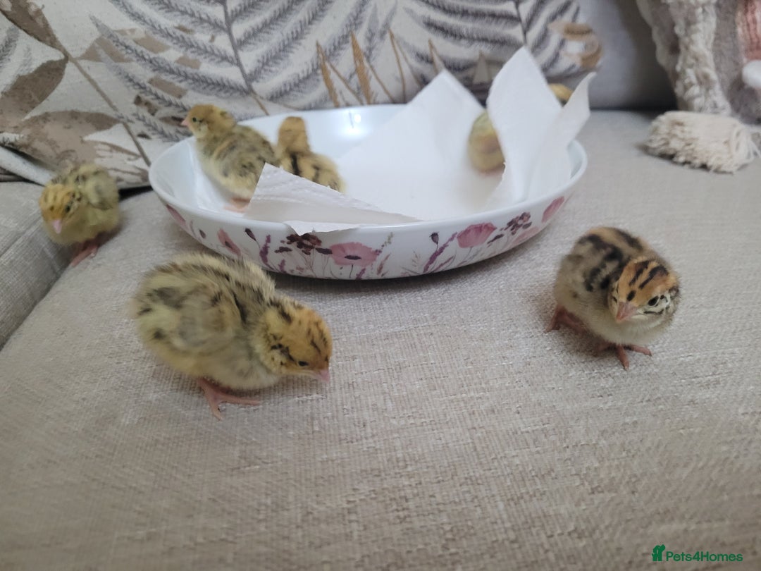 Quail poultry for sale: Quail chicks - Advert 6