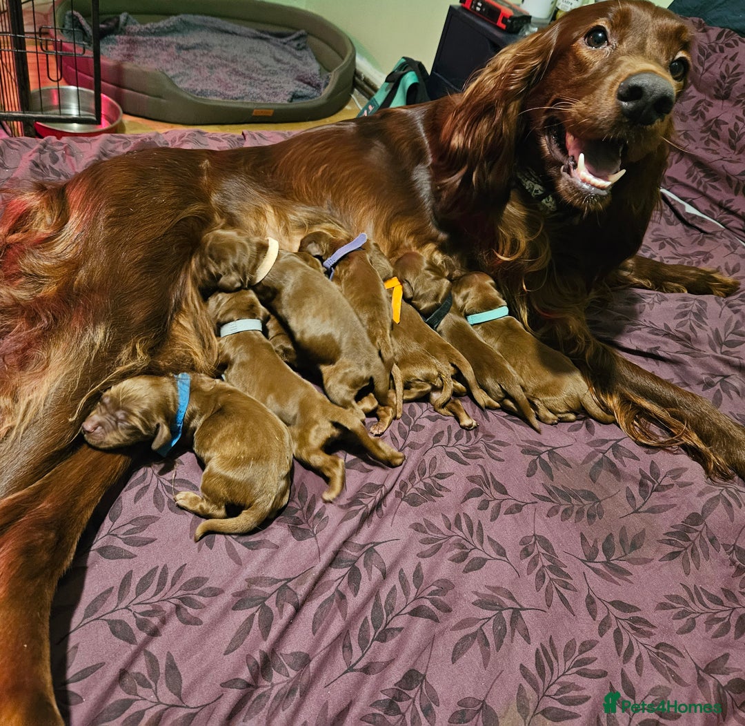 Irish Setter dogs for sale: KC Registered Irish Setter Puppies - Image 11
