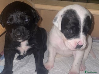 Mixed Breed dogs - Advert 1