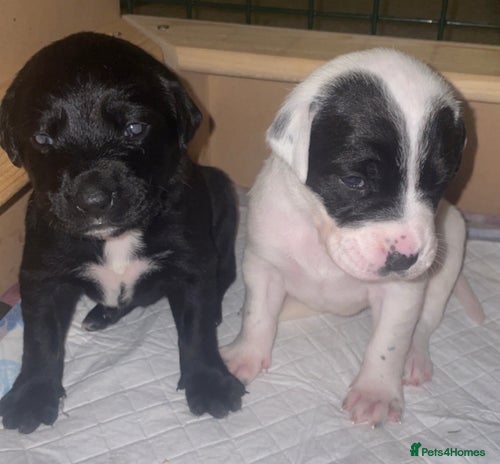 Mixed Breed dogs - Advert 2