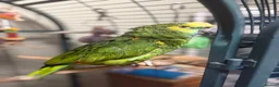 Parrots birds for sale: Talkative Amazon parrot in Thirsk - Advert 2