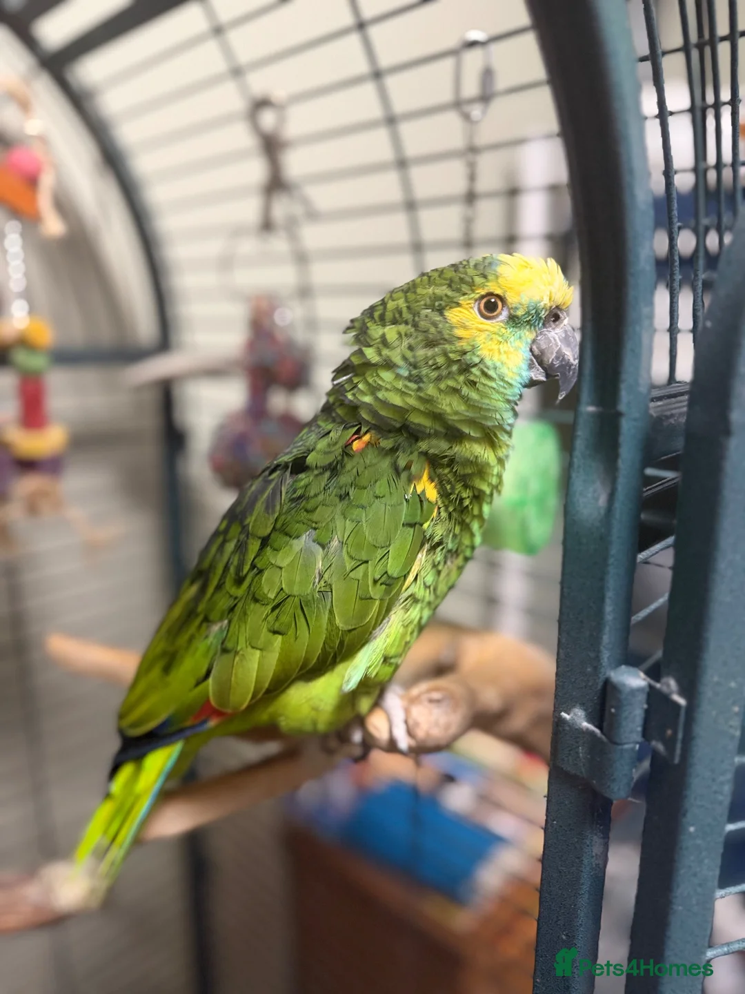 Parrots birds for sale: Talkative Amazon parrot in Thirsk - Advert 2