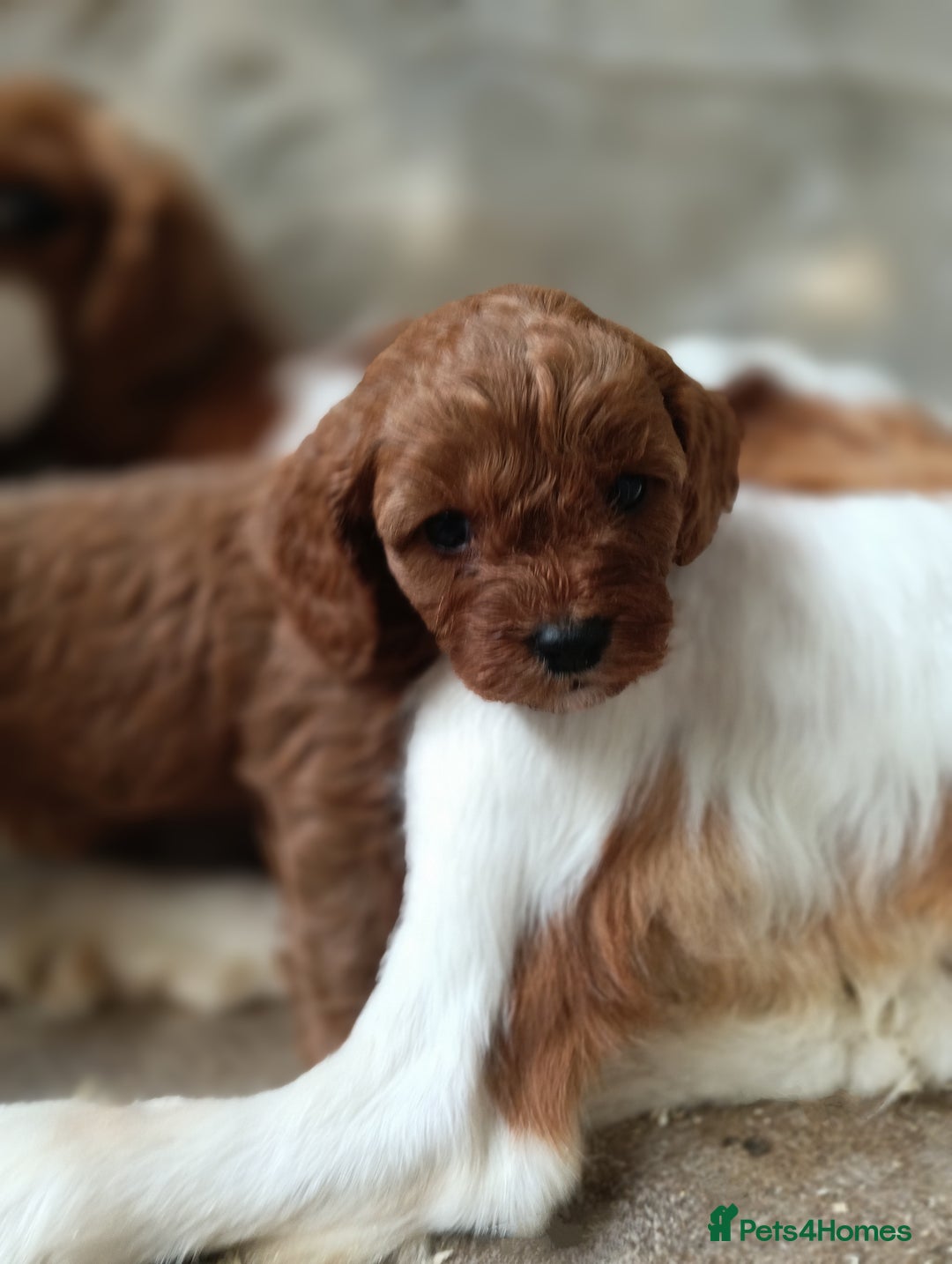 Cavapoo dogs for sale: Stunning F1 Quality Cavapoo Puppies. Dad Tested.  - Image 11