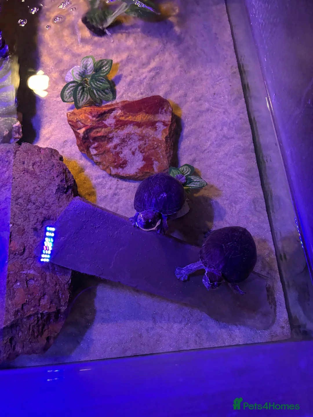 Turtle reptiles for sale: Male and female musk turtles  in Hull - Advert 1