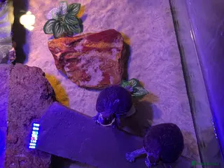 Turtle reptiles Male and female musk turtles - Advert 13