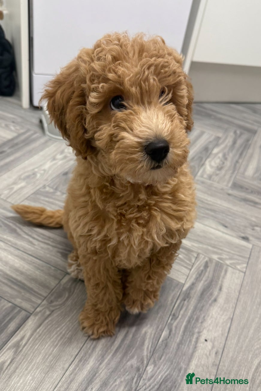 Miniature Poodle dogs Miniature Poodle male puppy - Advert 2