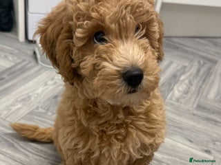 Miniature Poodle dogs Miniature Poodle male puppy - Advert 2