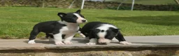Border Collie dogs for sale: Three beautiful boy Border collies  - Advert 6