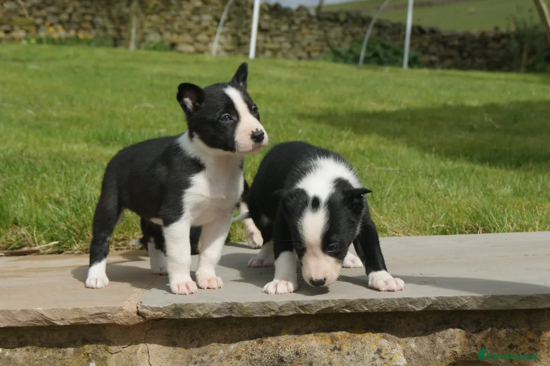 Border Collie dogs for sale: Three beautiful boy Border collies  - Advert 6