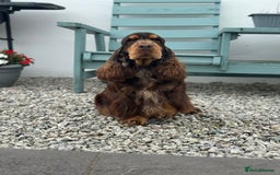 Cocker Spaniel dogs for stud: Health tested Show chocolate and tan cocker stud  - Image 2