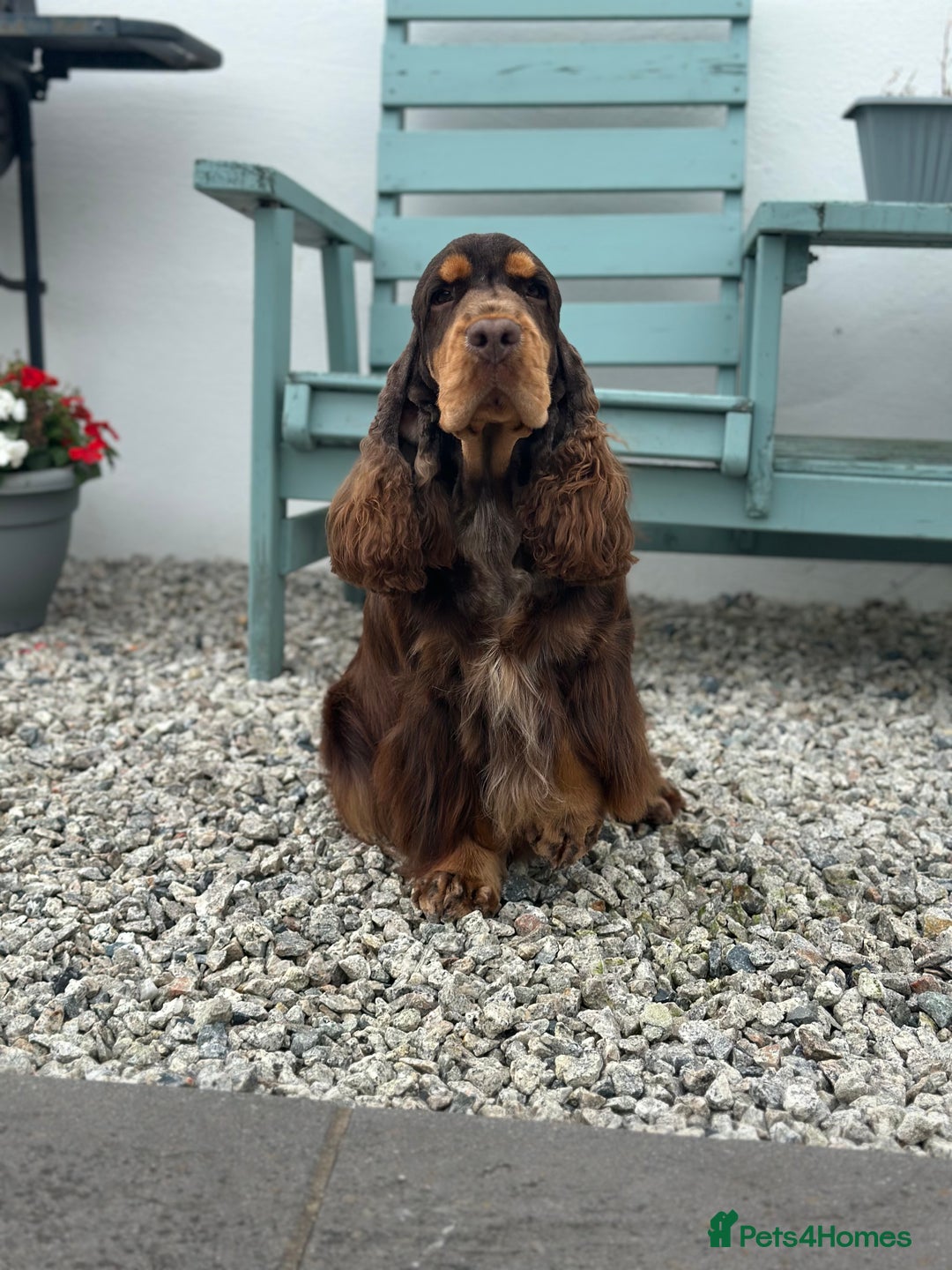 Cocker Spaniel dogs for stud: Health tested Show chocolate and tan cocker stud  - Image 2