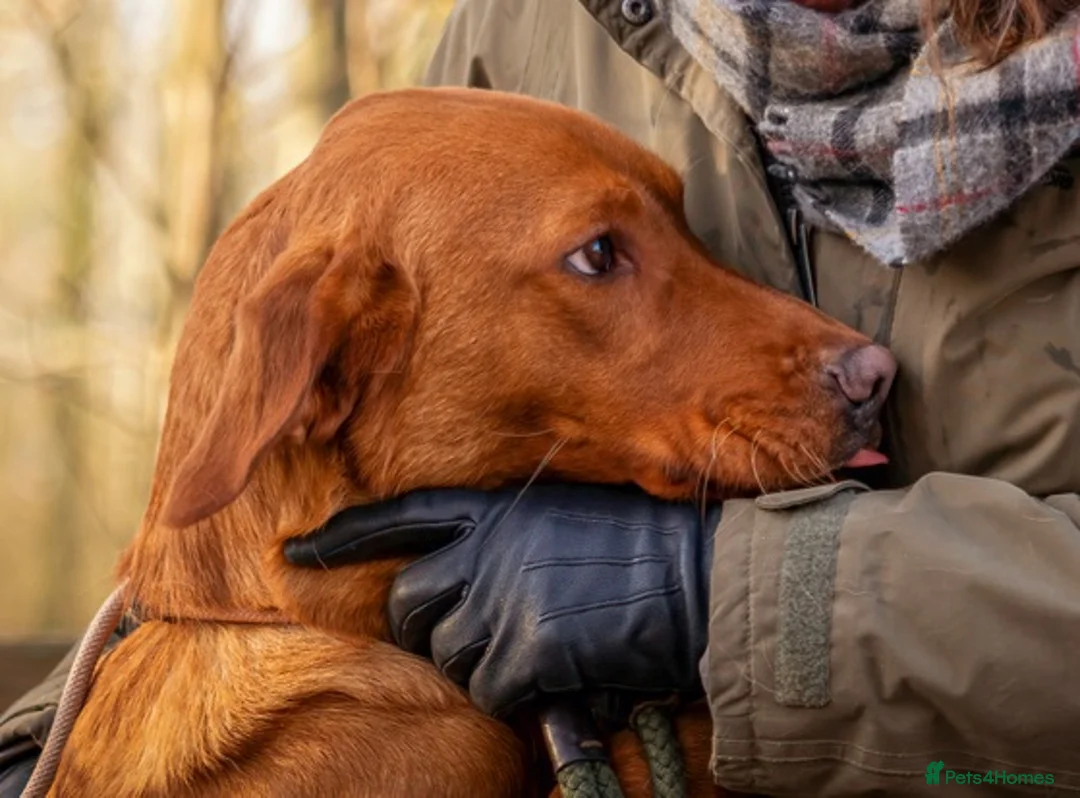 Labrador Retriever dogs for stud: Kc Regestered fully health tested labrador stud in Newark - Advert 10