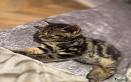 American Shorthair cats for sale: Tabby Kitten  - Image 37