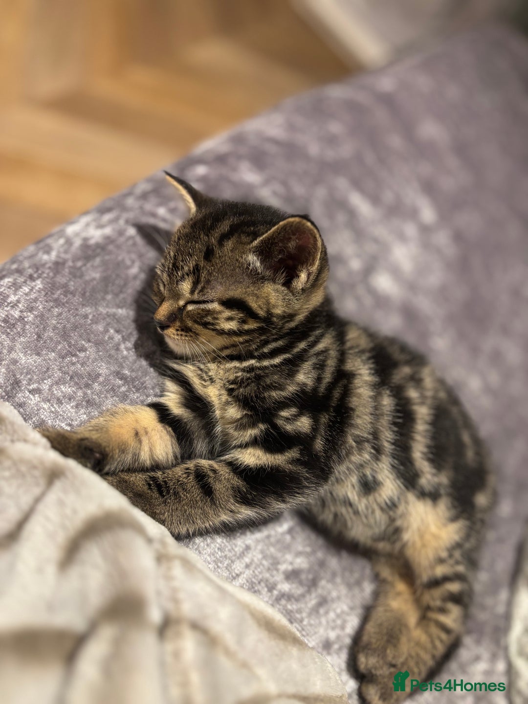 American Shorthair cats for sale: Tabby Kitten  - Image 37