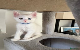 Maine Coon cats for sale: 2 Maine Coon kittens.  - Image 7