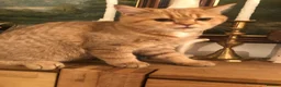 British Shorthair cats for sale: British shorthair kittens  - Advert 16