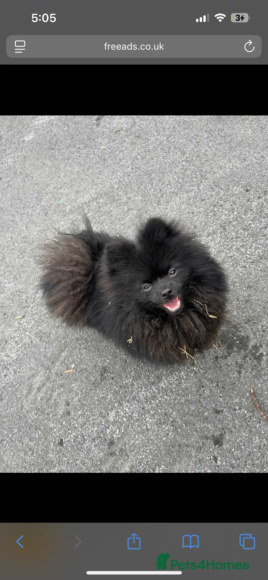 Pomeranian dogs for stud: top quality 5kg/3kgstud!chocolatemerle&fullblack🔥 - Advert 9