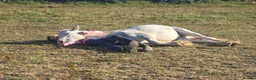 Irish Cob horses for sale: TGCA filly grey and blue - Advert 17