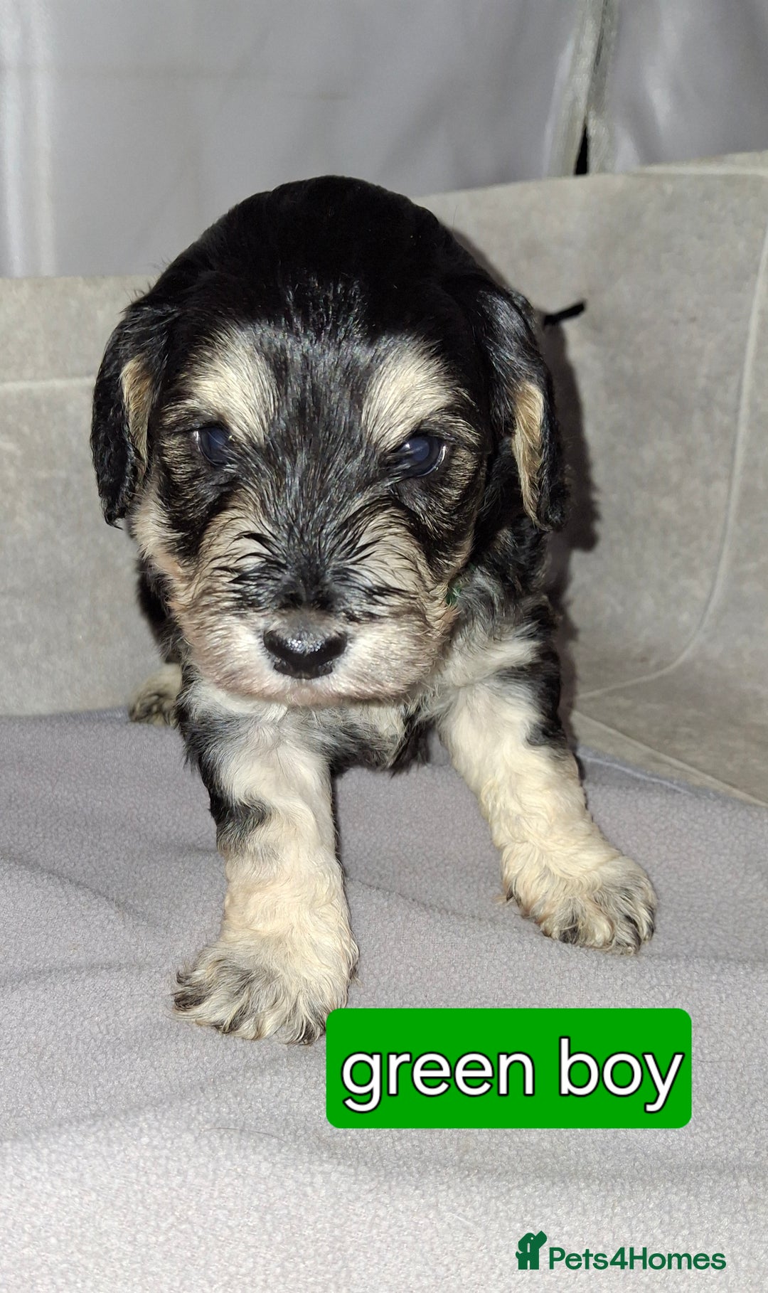 Cockapoo dogs for sale: F1 Cockerpoo puppies - Image 12