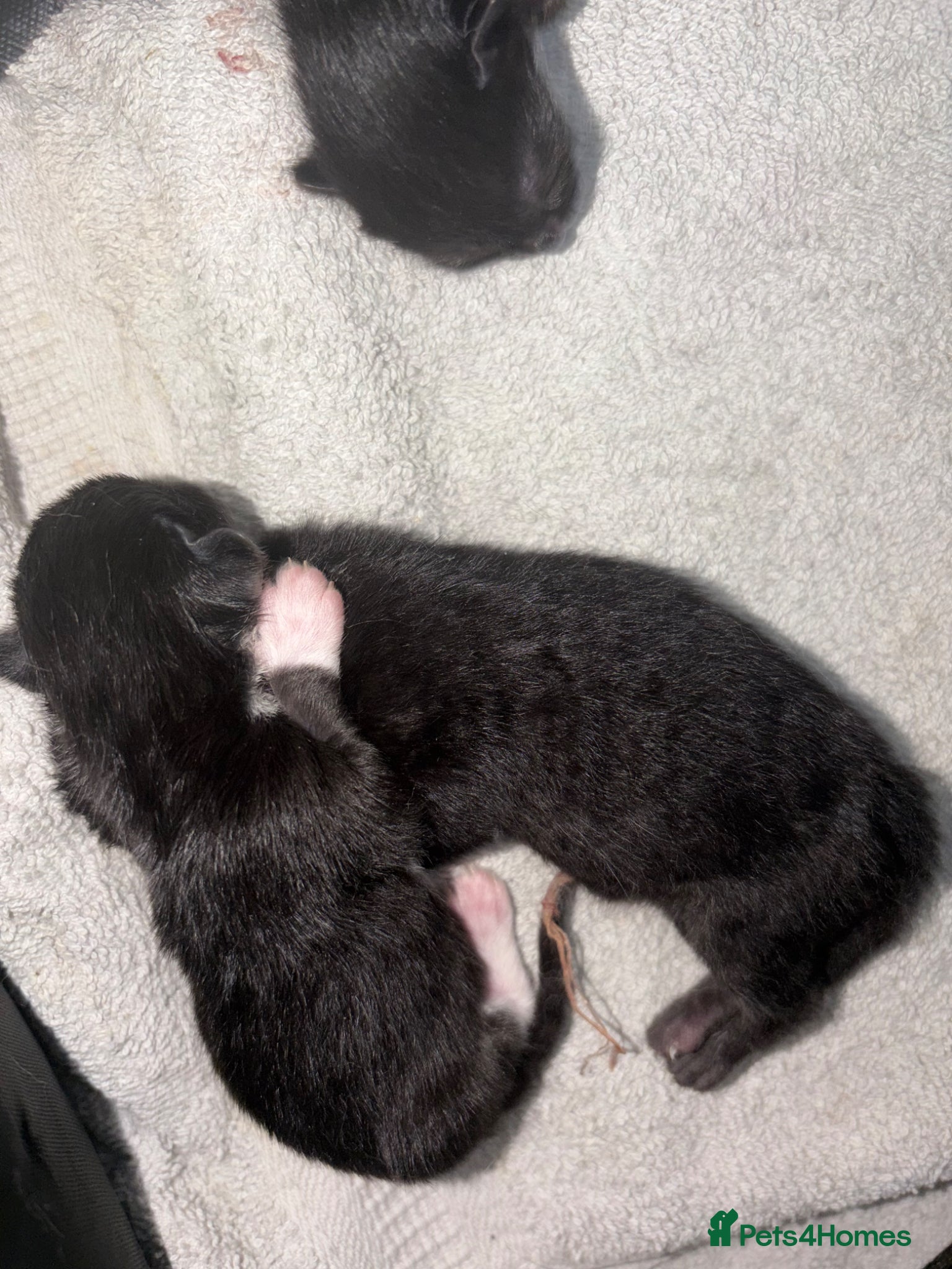 British Shorthair cats for sale: BEAUTIFUL CUTE KITTENS - Advert 8