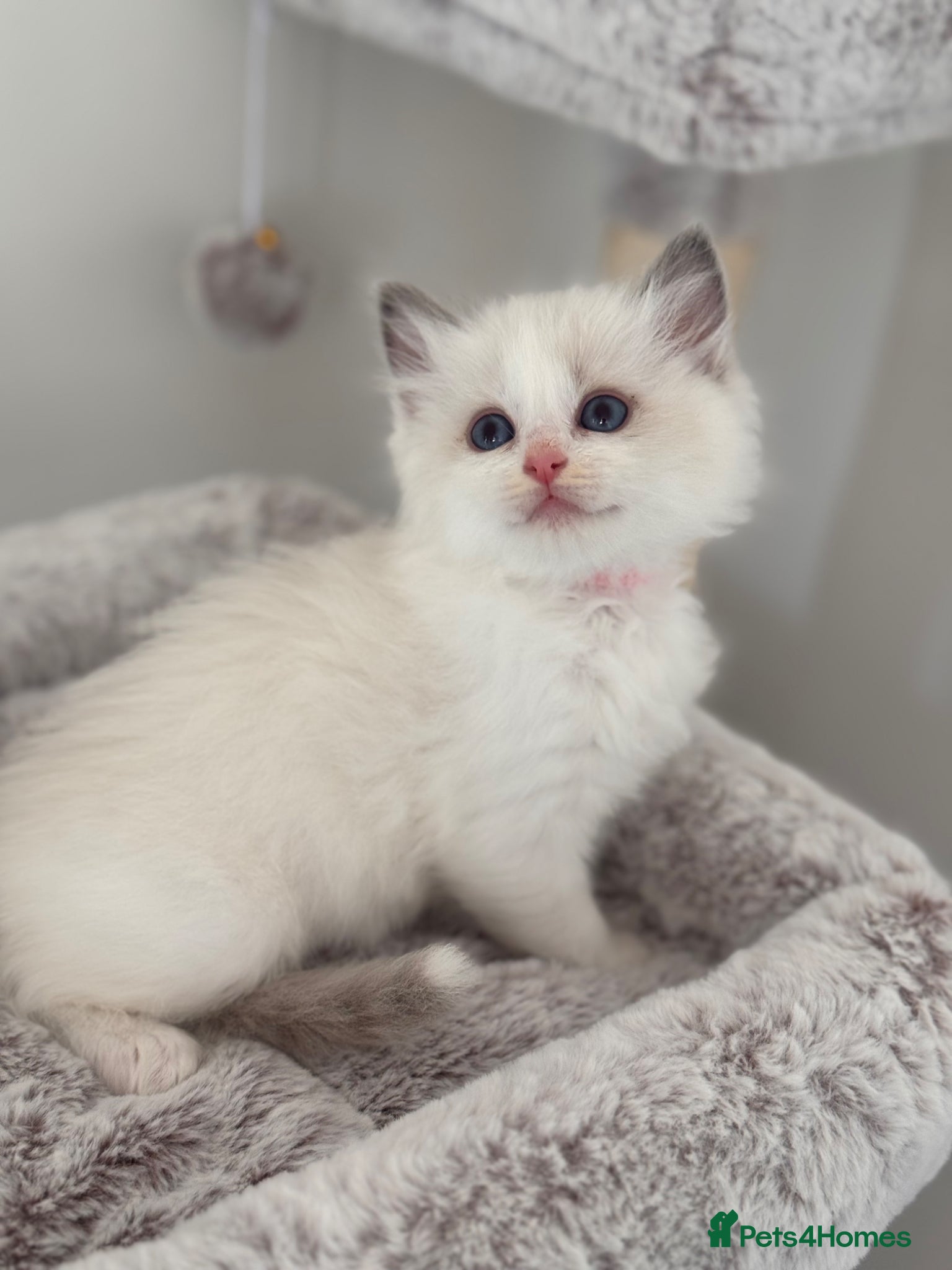 Ragdoll cats Stunning Bi-Colour Ragdoll Kittens – 7 Available   - Advert 1
