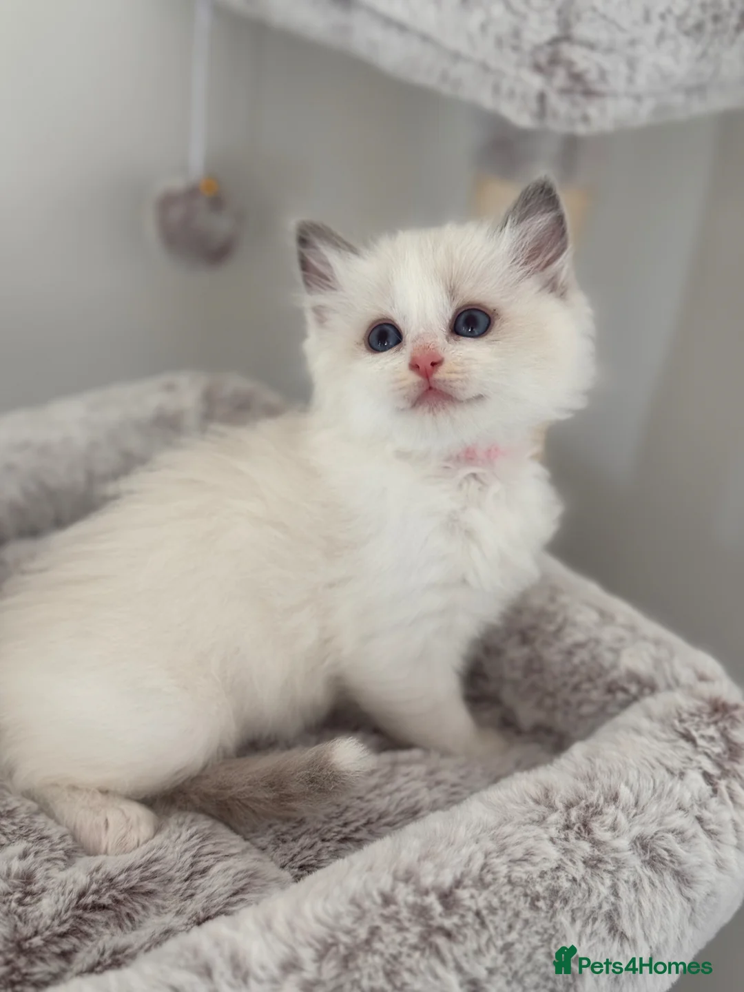Ragdoll cats for sale: Stunning Bi-Colour Ragdoll Kittens – 7 Available   - Advert 1