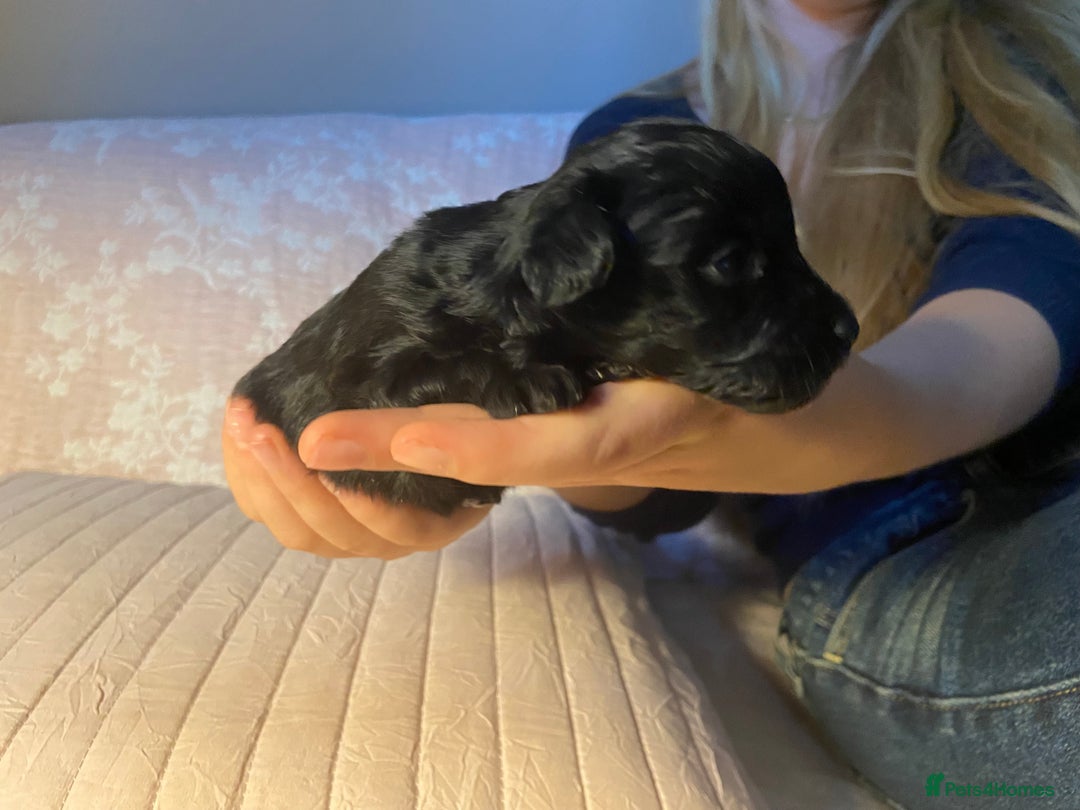 Maltipoo dogs for sale: Adorable F1b Maltipoos - Advert 4
