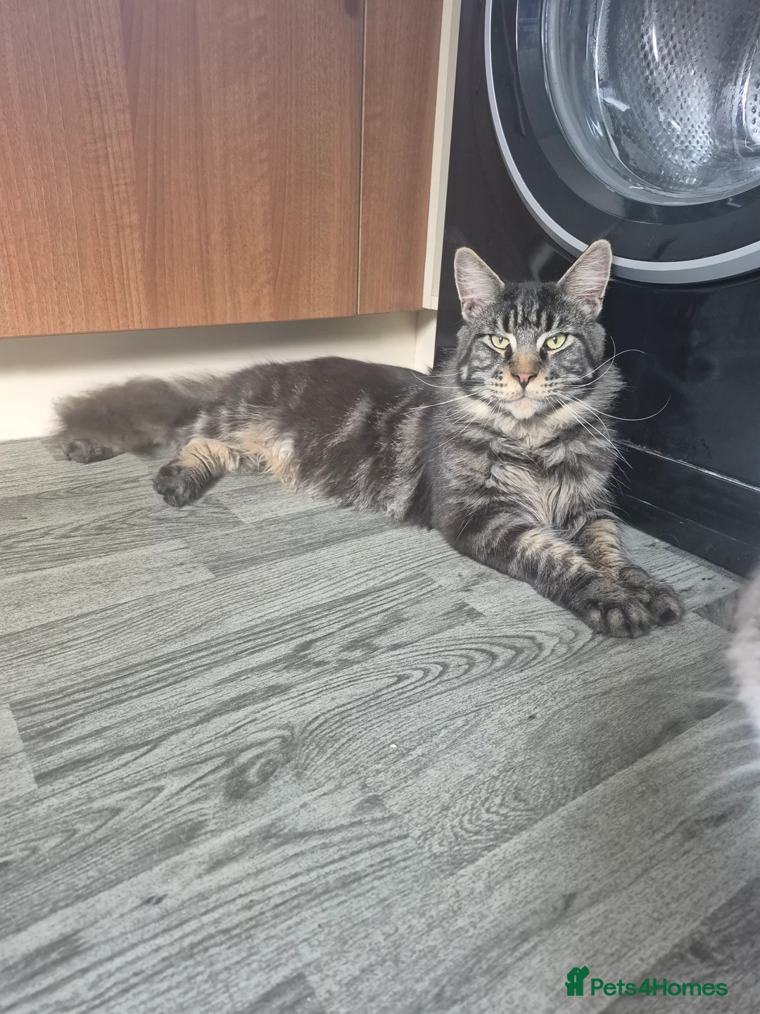 Maine Coon cats for sale: 15 month old male Maine coon - Advert 2