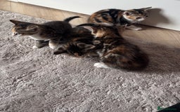 Mixed Breed cats for sale: Beautiful kittens  - Image 6