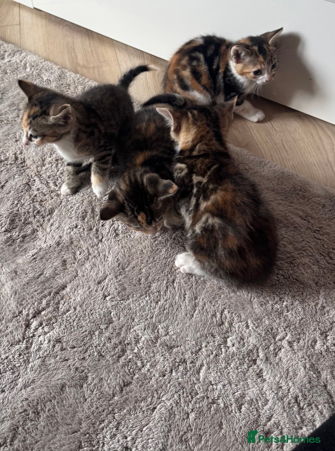 Mixed Breed cats for sale: Beautiful kittens  - Image 6