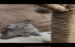 British Shorthair cats for sale: Last Female Lilac BSH TIKTOK FAMOUS  - Image 4