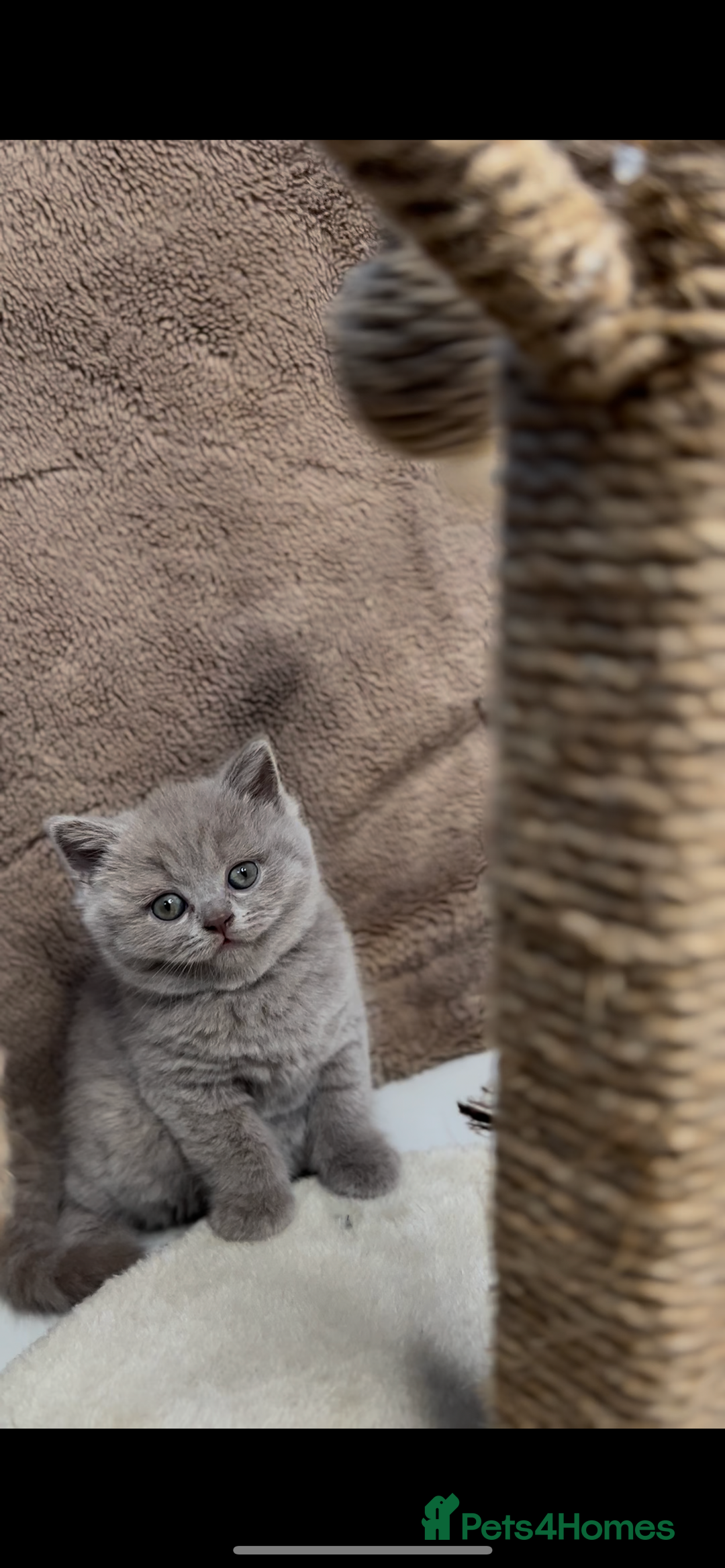 British Shorthair cats for sale: Last Female Lilac BSH TIKTOK FAMOUS  - Image 4